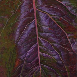 dogwood purple