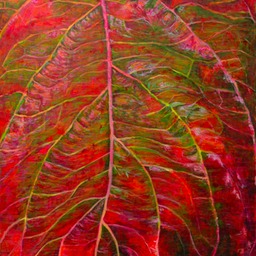 dogwood red