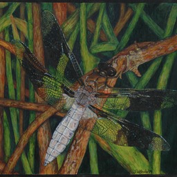 Dragonfly