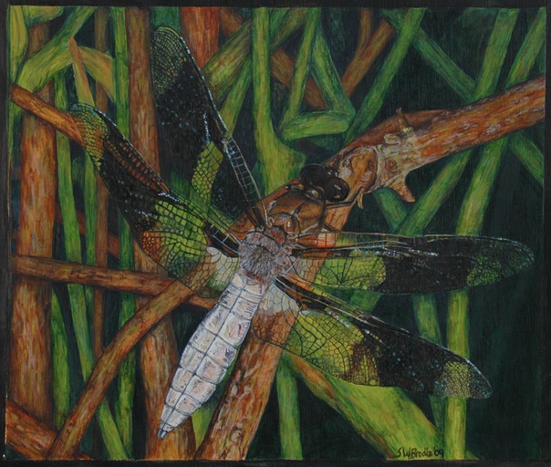 Dragonfly