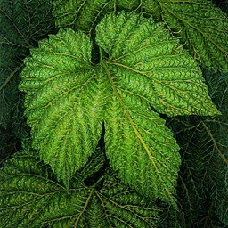 Leaf Light 2