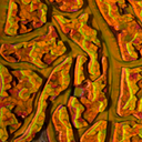 leaf topography 2 detail