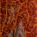 leaf topography 4