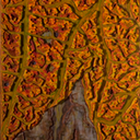 leaf topograpy 2